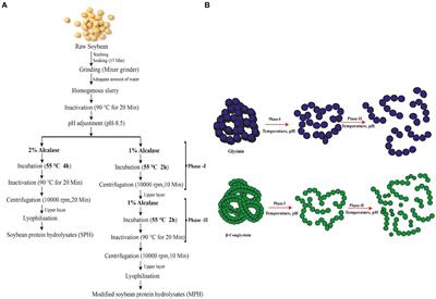 The role of duel hydrolysis of soybean on functional properties and protein digestibility: a sustainable approach